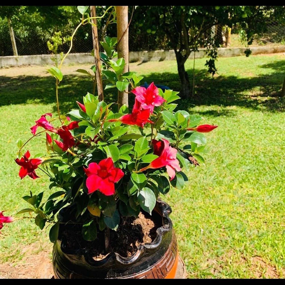 Meet your Posher, Gladys